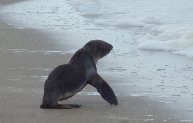 090 Punta Del Diablo Viuda Beach Seal Pup 30th Aug 2012.jpg